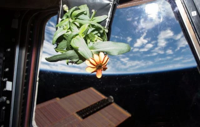 How Plants Sense Gravity ?