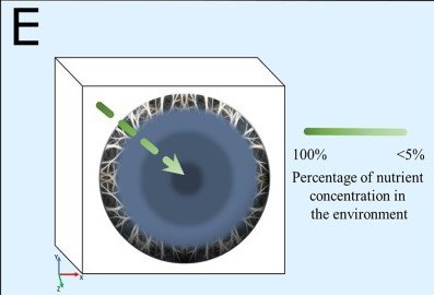 Organoid Kültürlerinin Matematiksel Modellenmesi: Geleceğin Tıbbında Kişiye Özel Çözümler