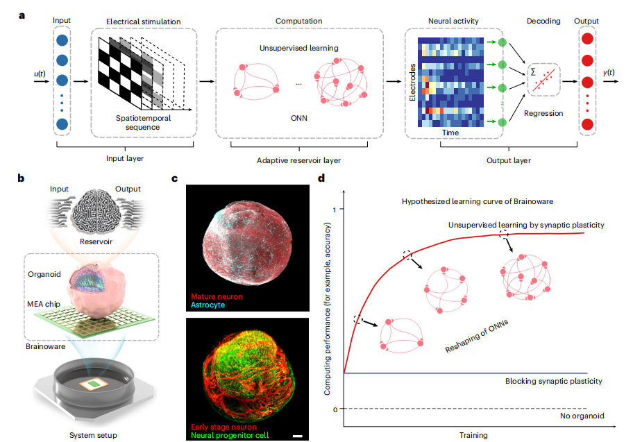 Yapay Zeka da Yeni Bir Dönem: Organoid Tabanlı Hesaplama