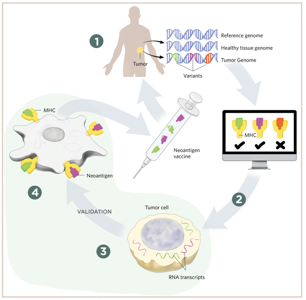 Revolutionizing Cancer Treatment: AI-Driven Personalized Vaccine Development