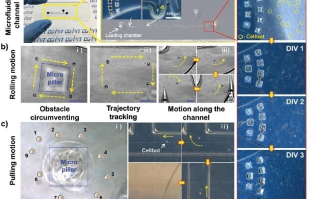 RobeauteSecures23MillionforDevelopmentofMicrorobotsinNeurosurgery Yesil Science Robeaute Secures 23 Million for Development of Microrobots in Neurosurgery
