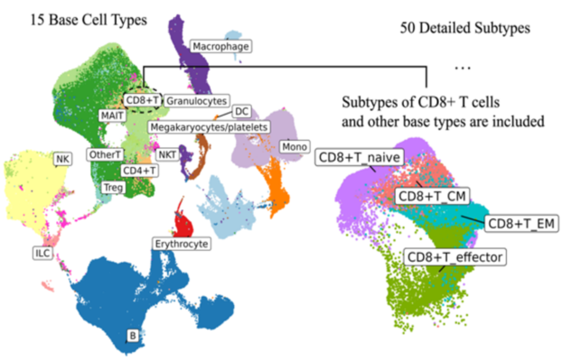 NewAIFrameworkEnhancesImmuneSystemAnalysis Yesil Science New AI Framework Enhances Immune System Analysis