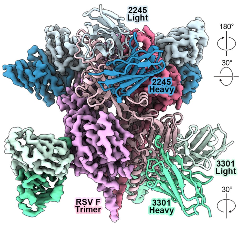 AI Enhances Monoclonal Antibody Development for Viral Infections