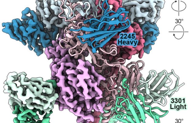 AI Enhances Monoclonal Antibody Development for Viral Infections